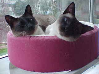 Kids in Cat Cozy