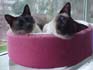 Kids in Cat Cozy
